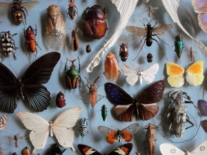 The many varieties of CRM consultant