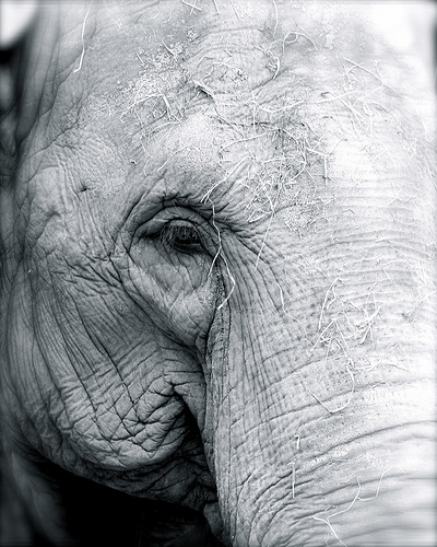 Avoiding CRM white elephants